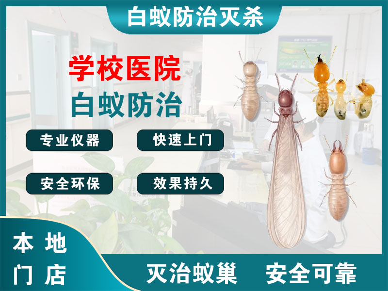 玉环市学校医院白蚁防治