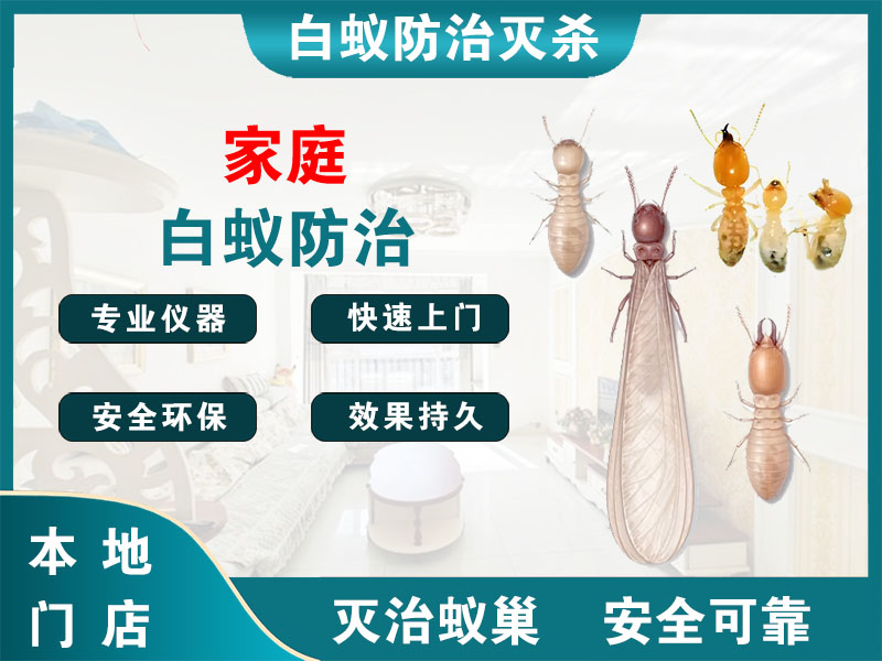 玉环市家庭白蚁防治