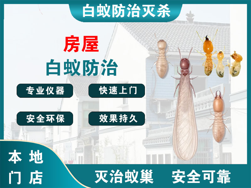 玉环市房屋白蚁防治